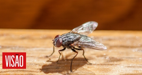 Study shows why we should be more attentive to houseflies and how they can endanger our health